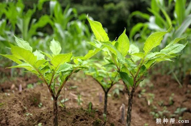 魔芋如何用种子育苗? 魔芋如何用种子育苗?