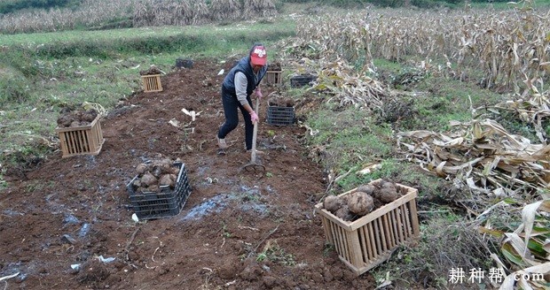 魔芋什么时候采收? 魔芋什么时候采收?