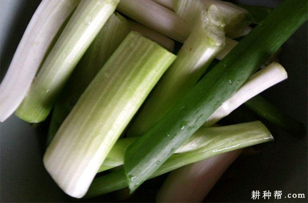 吃大葱的好处和坏处是什么? 吃大葱的好处和坏处是什么?