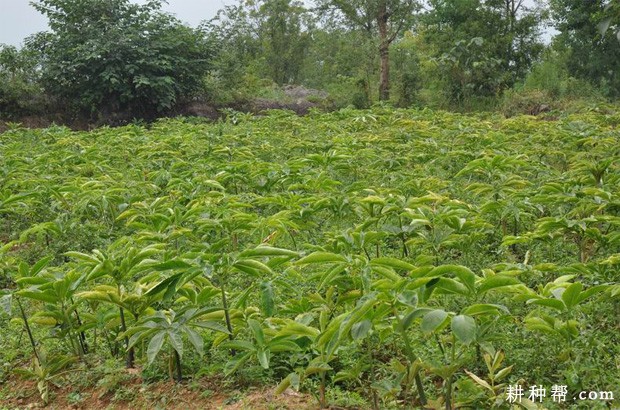 湘芋1号魔芋品种好不好? 湘芋1号魔芋品种好不好?