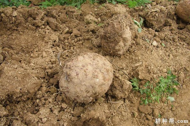 湘芋1号魔芋品种好不好? 湘芋1号魔芋品种好不好?