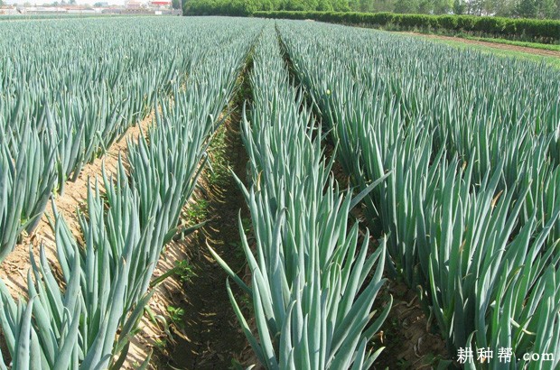 大葱民间传说事故 大葱民间传说事故