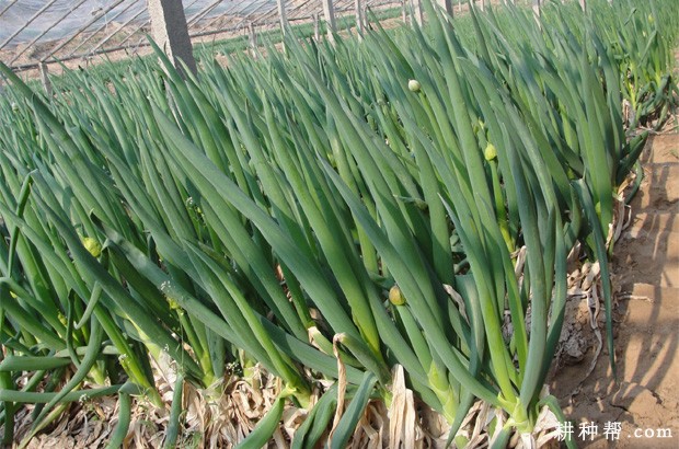 大葱民间传说事故 大葱民间传说事故