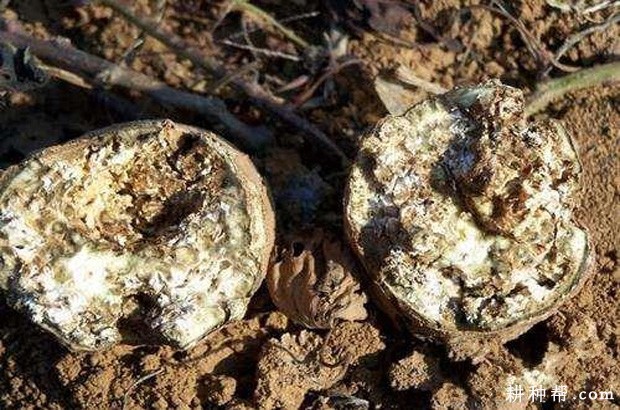 红薯茎线虫病如何防治？