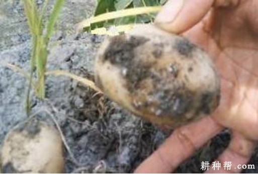 马铃薯软腐病如何防治? 马铃薯软腐病如何防治?