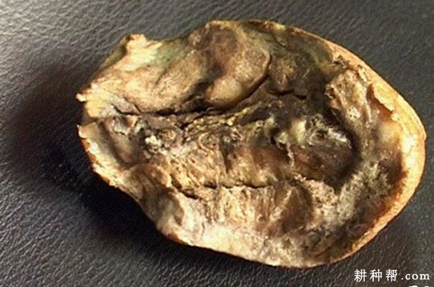 马铃薯软腐病如何防治? 马铃薯软腐病如何防治?