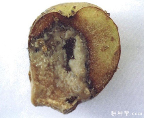 马铃薯软腐病如何防治? 马铃薯软腐病如何防治?