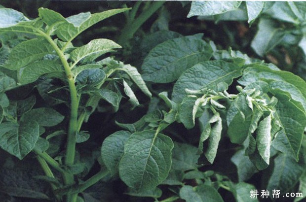 马铃薯软腐病如何防治? 马铃薯软腐病如何防治?