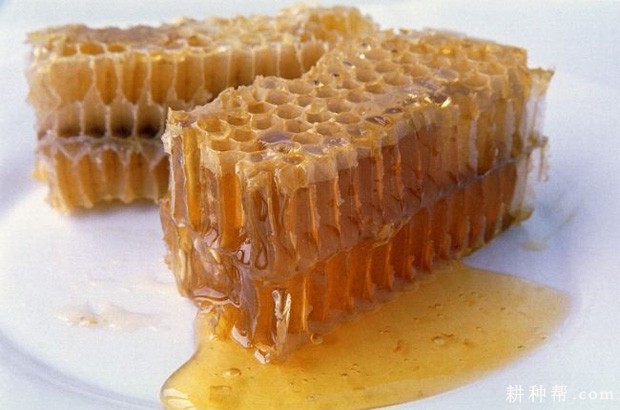 大葱不能和什么一起吃？