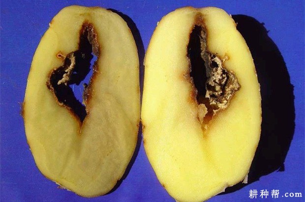 马铃薯干腐病如何防治？