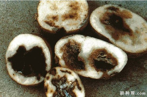 马铃薯干腐病如何防治？