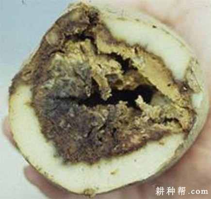 马铃薯干腐病如何防治？