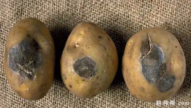 马铃薯干腐病如何防治？