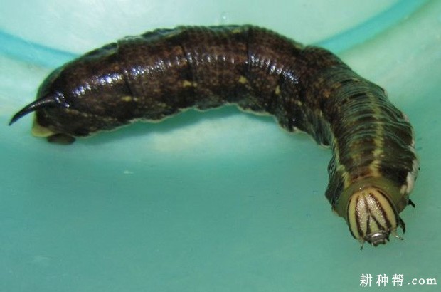 红薯天蛾如何防治? 红薯天蛾如何防治?