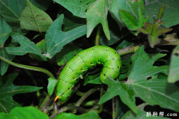 红薯天蛾如何防治? 红薯天蛾如何防治?