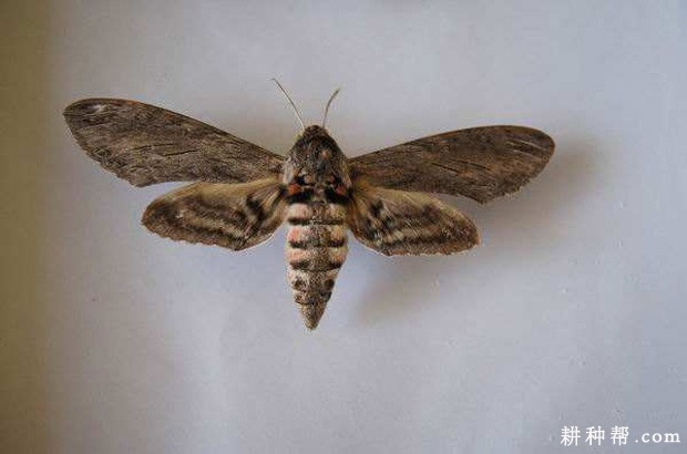 红薯天蛾如何防治? 红薯天蛾如何防治?