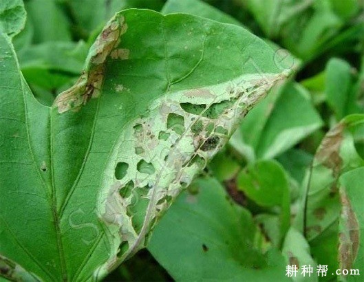 红薯麦蛾如何防治？