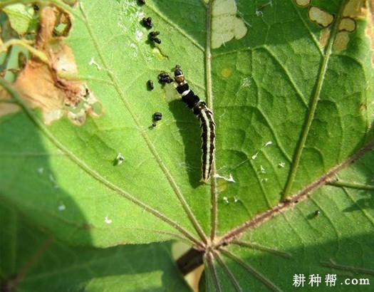 红薯麦蛾如何防治？