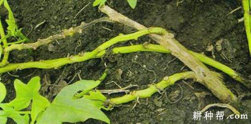 红薯茎螟如何防治？