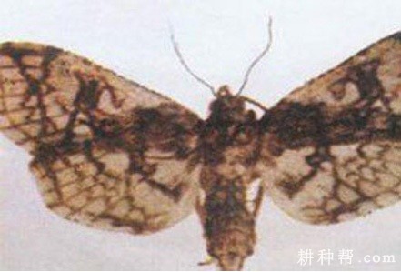 红薯茎螟如何防治？