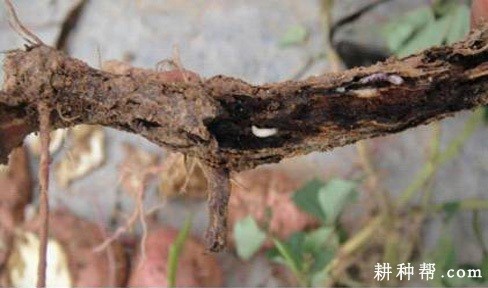 红薯茎螟如何防治？