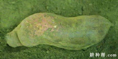 红薯黑痣病如何防治？