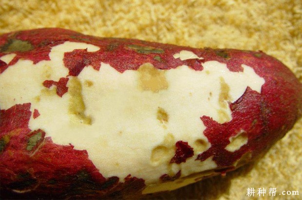 红薯黑痣病如何防治？