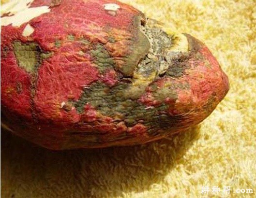 红薯黑痣病如何防治？