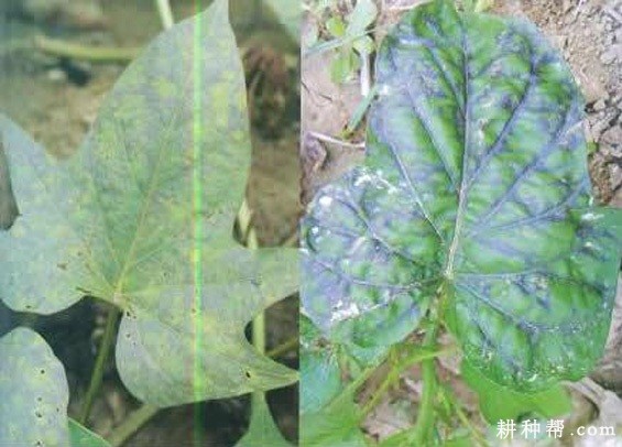 红薯丛枝病如何防治？