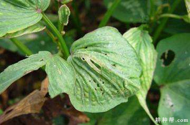 红薯病毒病如何防治? 红薯病毒病如何防治?