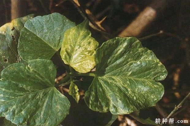 红薯病毒病如何防治? 红薯病毒病如何防治?