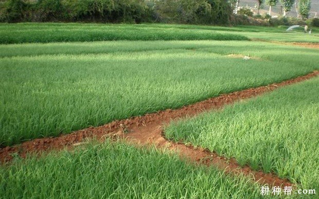 大葱苗期怎么样管理？