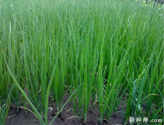 大葱苗期怎么样管理？