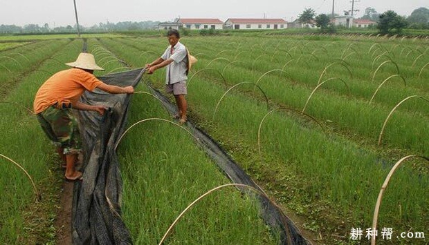 大葱苗期怎么样管理？