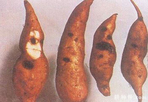 红薯疮痂病怎么防治？