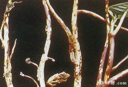 红薯疮痂病怎么防治？