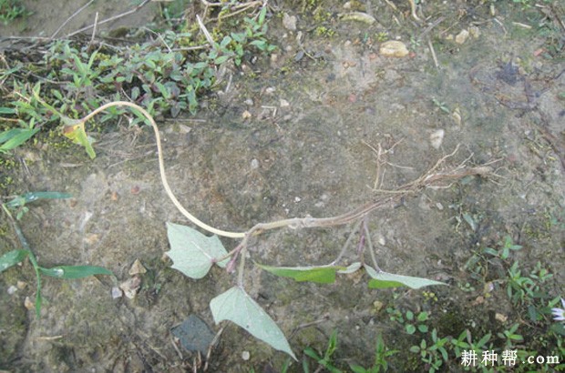 红薯枯萎病如何防治？