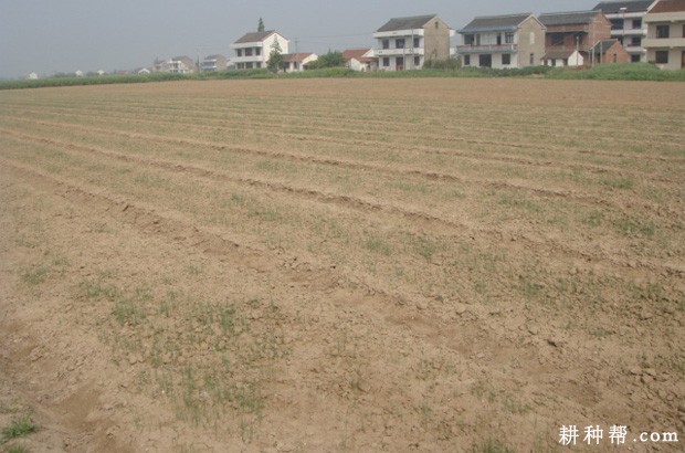 种植大葱如何育苗? 种植大葱如何育苗?