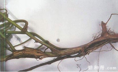 红薯枯萎病如何防治？