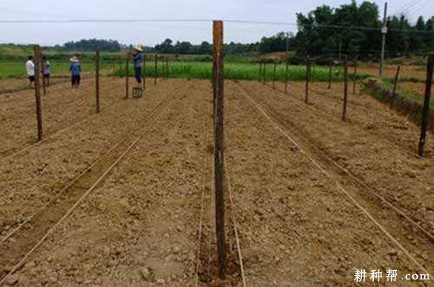 种植大葱如何育苗? 种植大葱如何育苗?