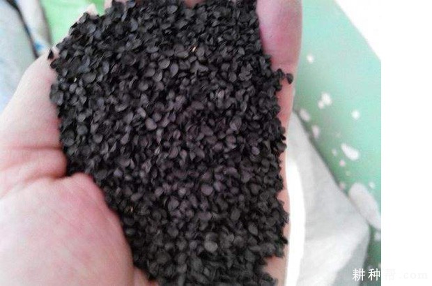 大葱种子如何消毒？