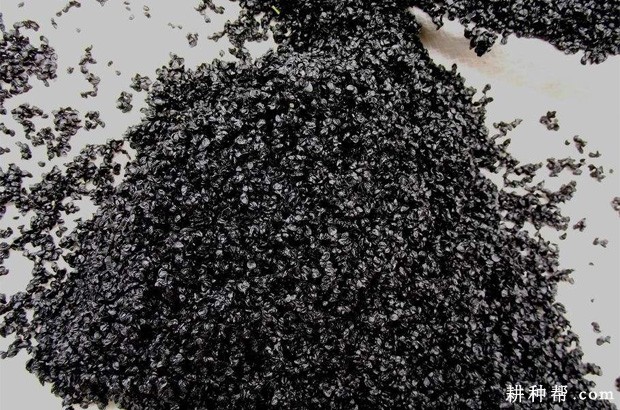 大葱种子如何消毒？