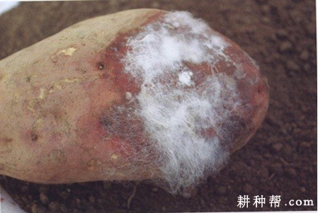 红薯软腐病如何防治？