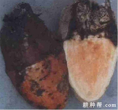 红薯软腐病如何防治？