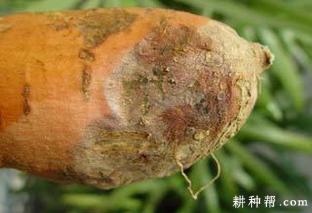 红薯软腐病如何防治？