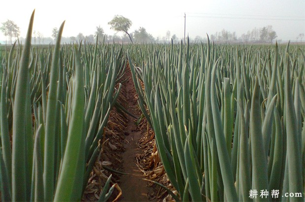 大葱生长需要多少肥料？