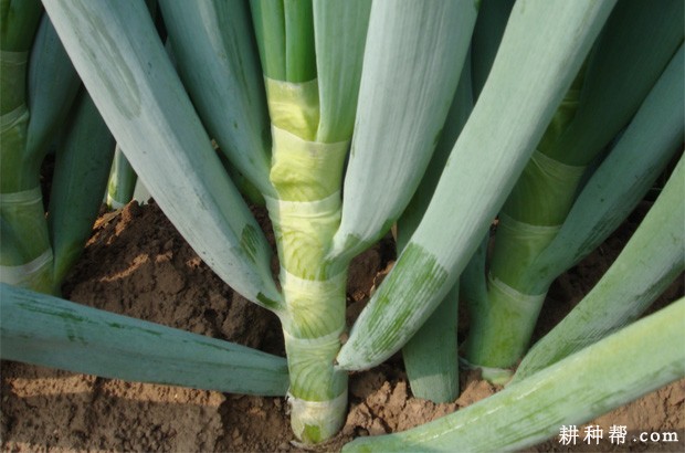 大葱生长需要多少肥料？