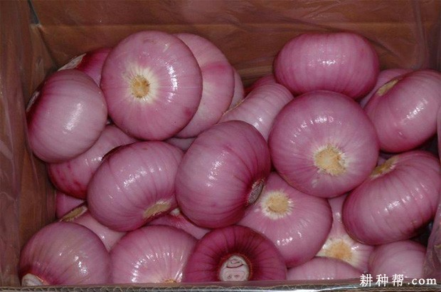 洋葱不能和什么一起吃? 洋葱不能和什么一起吃?