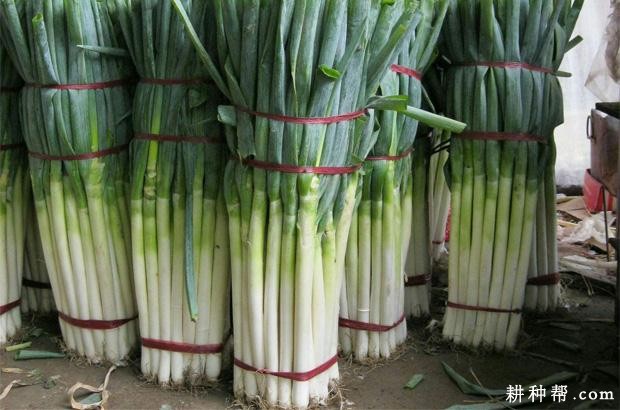 大葱如何贮藏？