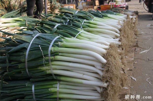 大葱如何贮藏？